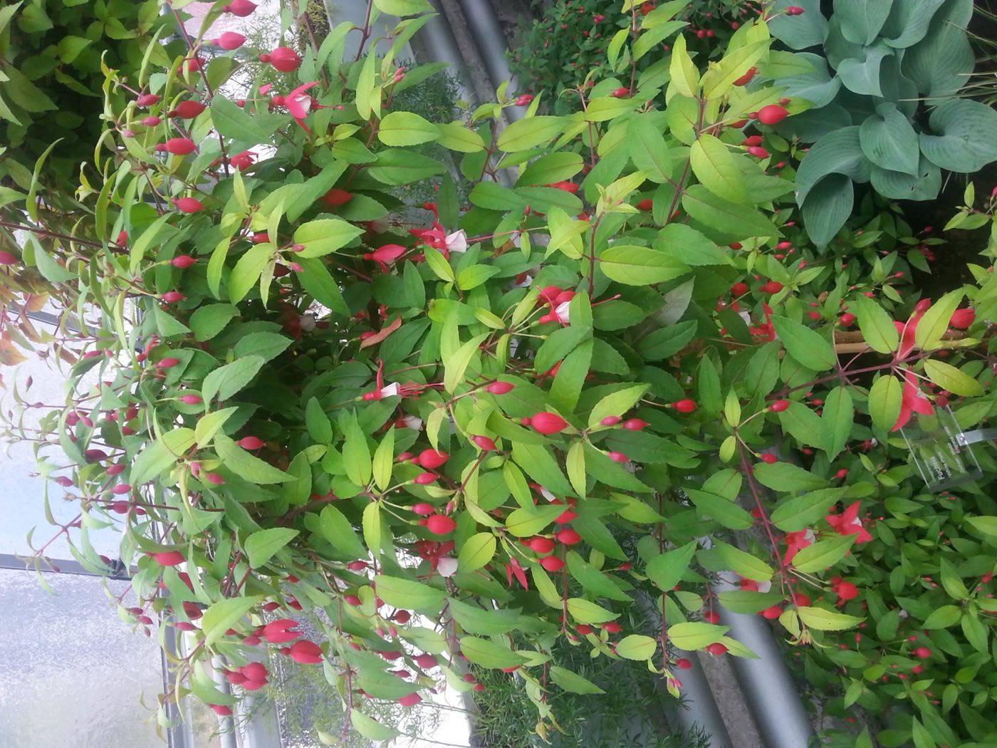 Rosa Fuchsienblüten in Nahaufnahme