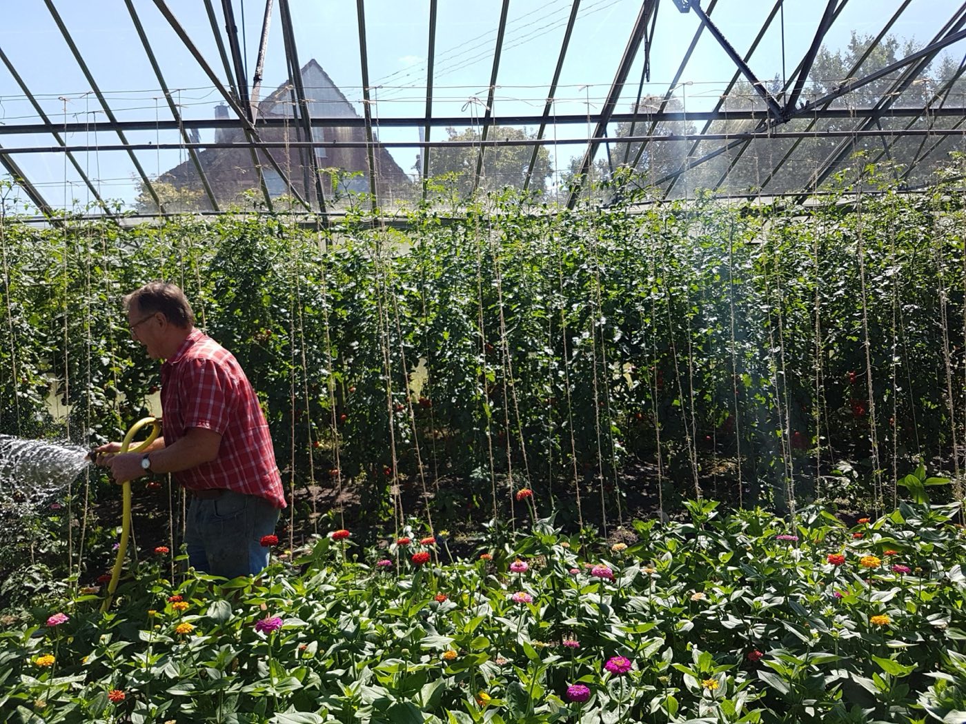 Erich Schanbacher beim Gießen im Tomatengewächshaus der Gärtnerei