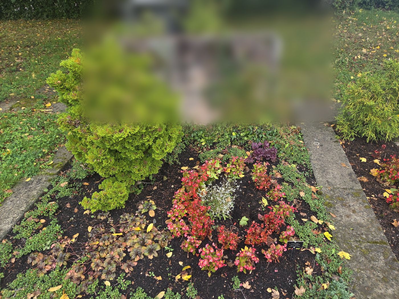 Herbstbepflanzung eines Grabs mit rotem Rundbeet und Strukturpflanzen