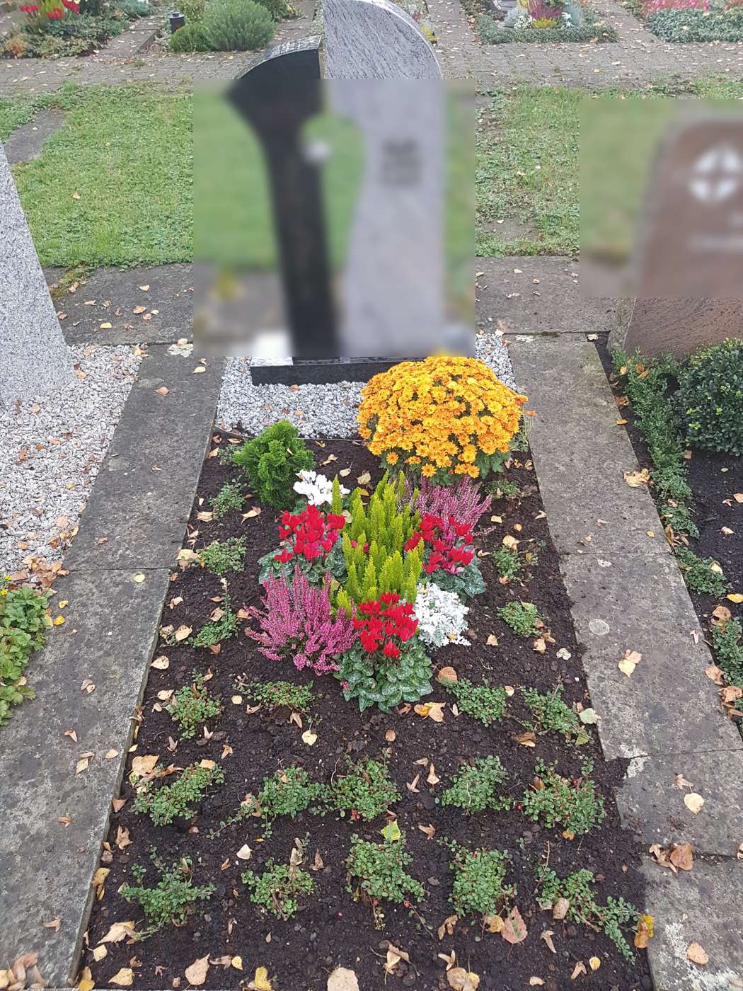Herbstbepflanzung mit Chrysantheme, Heidekraut und Alpenveilchen an modernem Grabmal