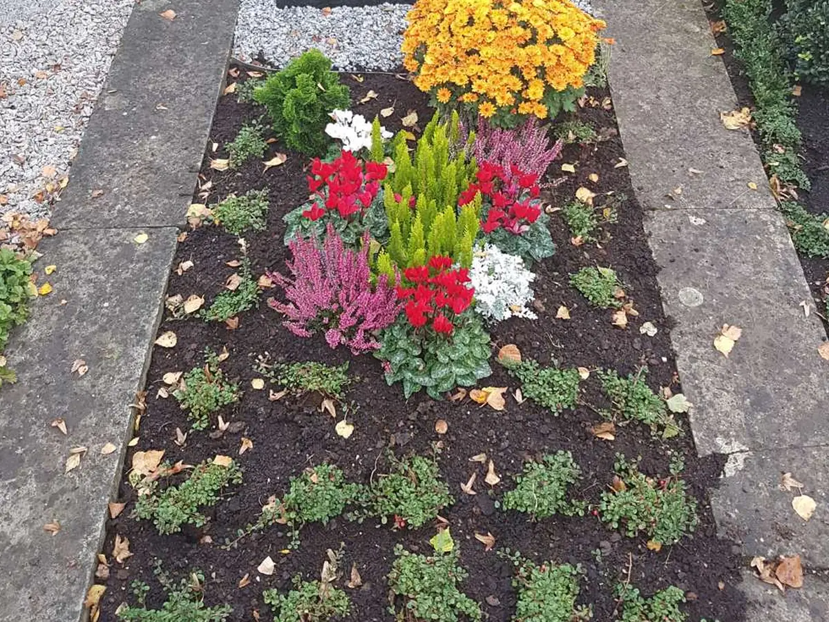 Herbstbepflanzung am Grab: orangefarbene Chrysantheme, Knospenheide in Rosa und Weiß, rote Alpenveilchen und eine gelbe Zwergkonifere
