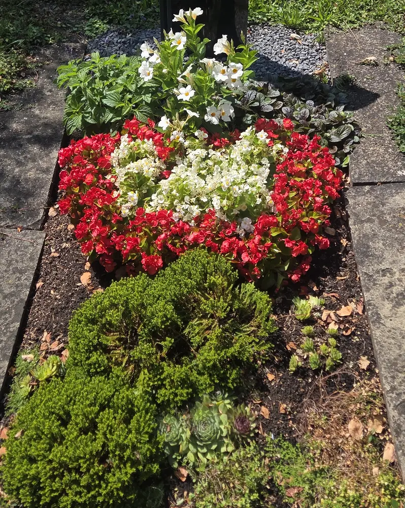 Sommerliche Grabbepflanzung mit herzf&ouml;rmig gesetztem Begonienteppich in Rot und Wei&szlig;, Mandevilla und Thymianpolstern
