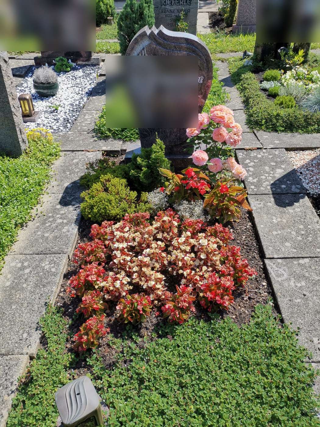 Liebevoll gepflegtes Sommergrab mit Begonienteppich und Rosenstrauch