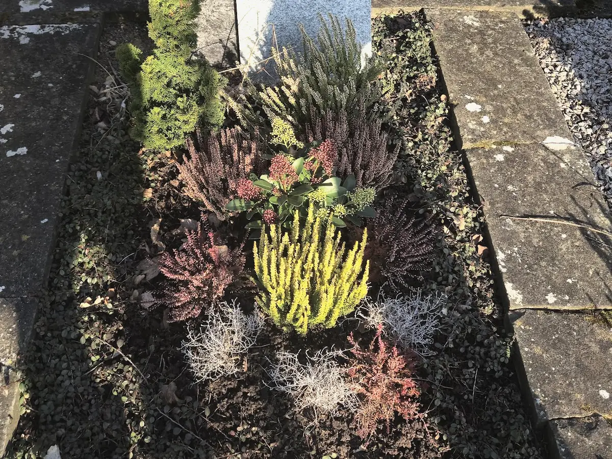 Grabbeet im Winter mit Knospenheide, Skimmie und geschlossenem Bodendecker