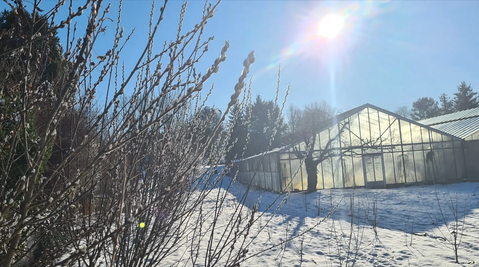 Winterquartier der Gärtnerei Schanbacher in Schorndorf: Gewächshaus im Schnee bei Sonnenschein