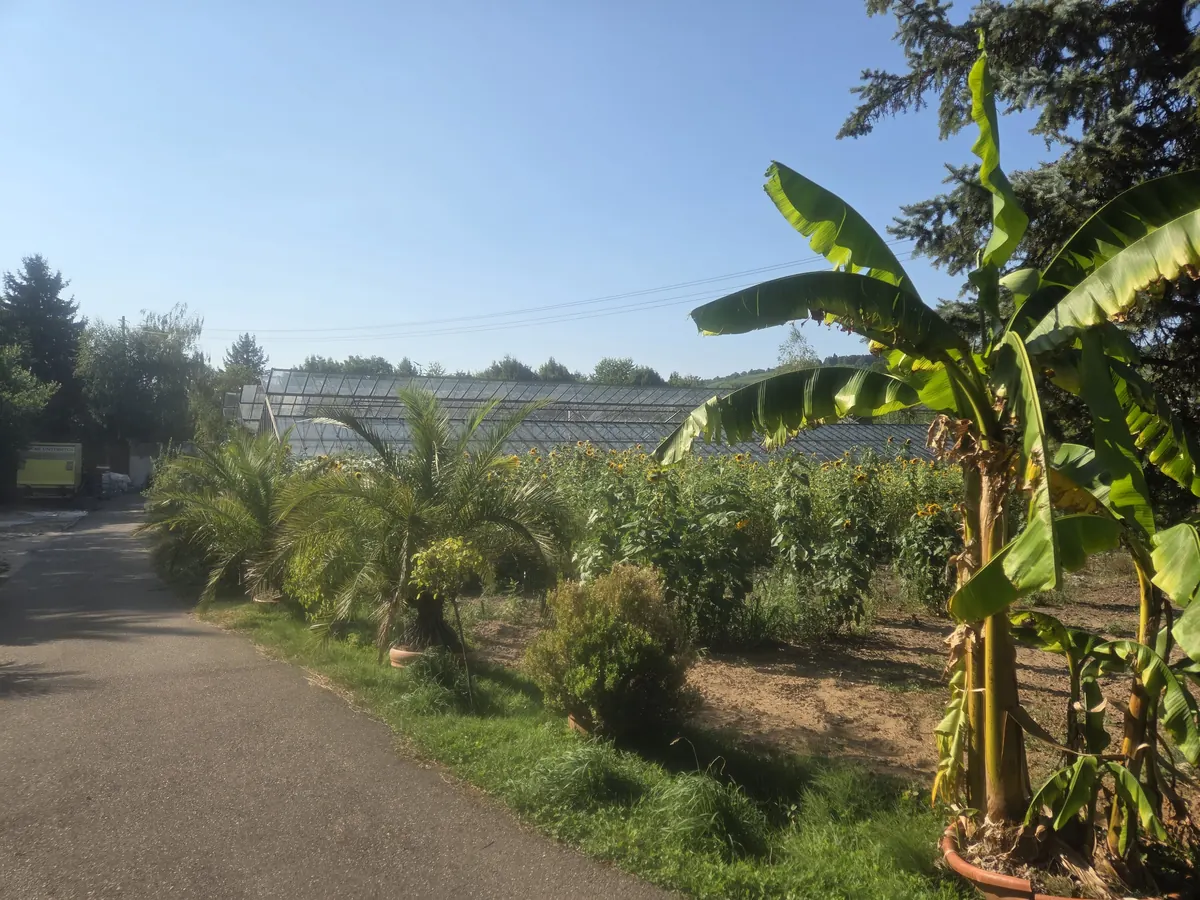 Dattelpalmen und Bananenstaude in Kübeln am Freiland der Gärtnerei Schanbacher – mediterrane Pflanzen zum Mieten
