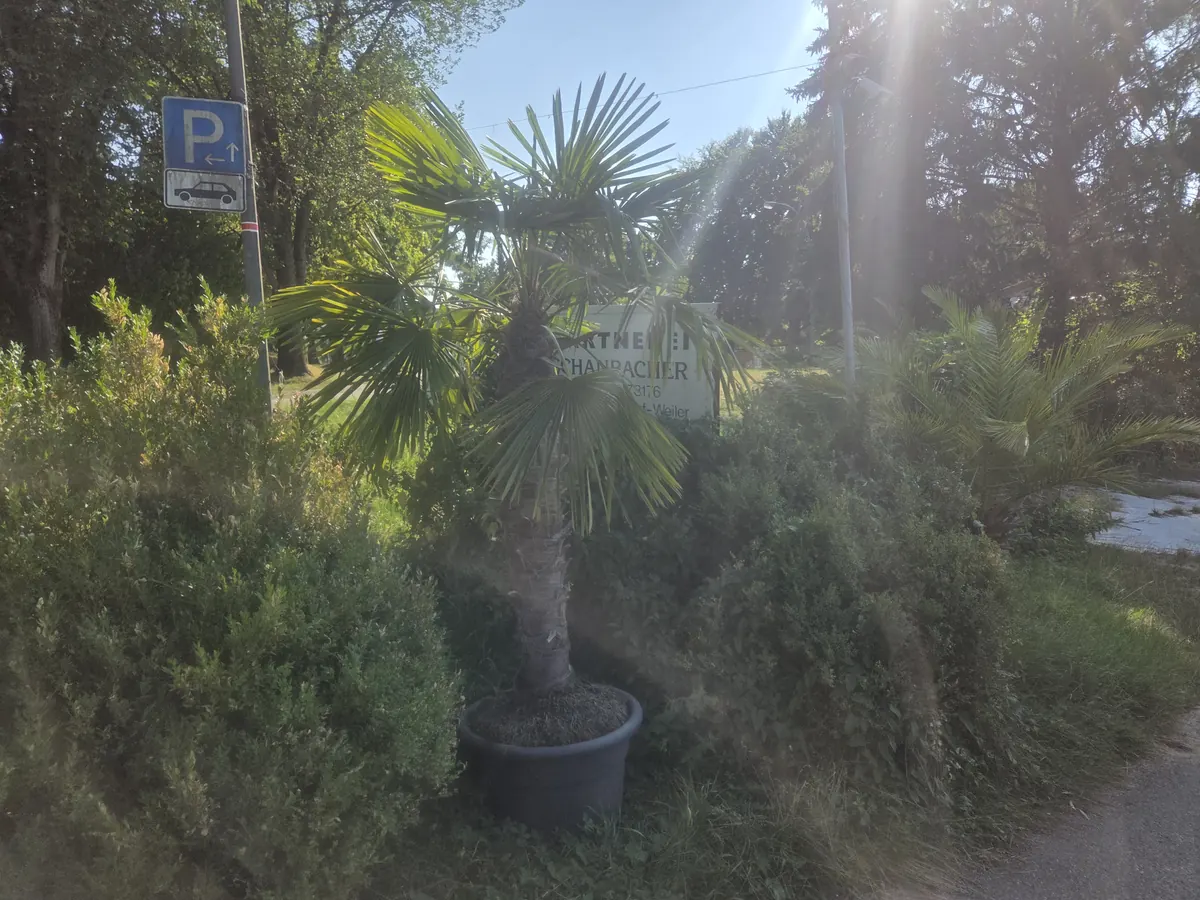 Hanfpalme im Kübel vor dem Schild der Gärtnerei Schanbacher – Palmen mieten in Schorndorf-Weiler