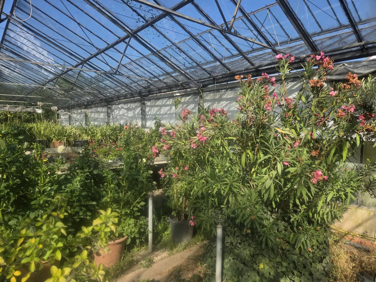 Rosa blühender Oleander im Kalthaus der Gärtnerei Schanbacher – Oleander-Büsche und -Stämmchen zum Mieten