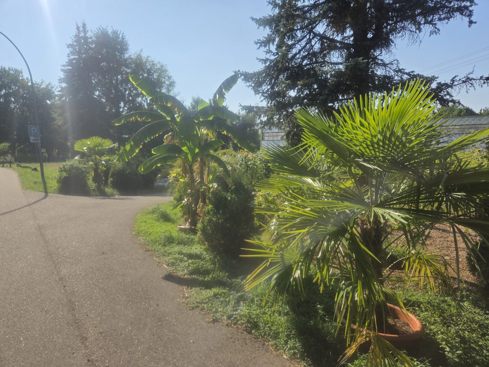 Hanfpalmen und Bananenstaude in Kübeln an der Einfahrt der Gärtnerei Schanbacher – Pflanzen und Palmen für Feste mieten