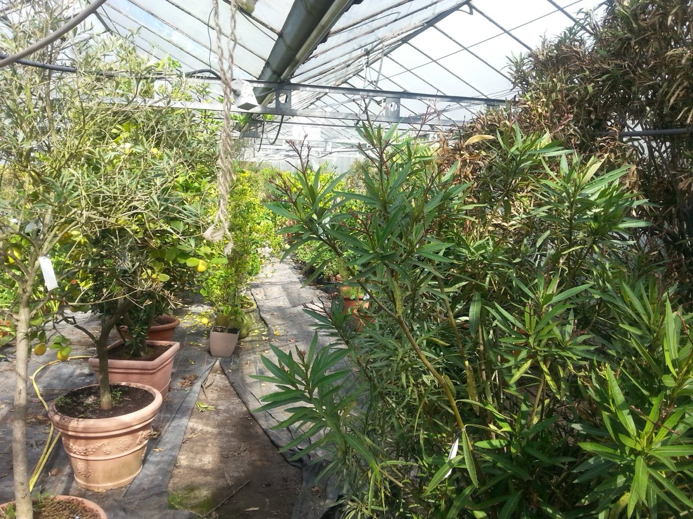 Oleander und Olivenbaum am Gewächshausgang im Winterquartier