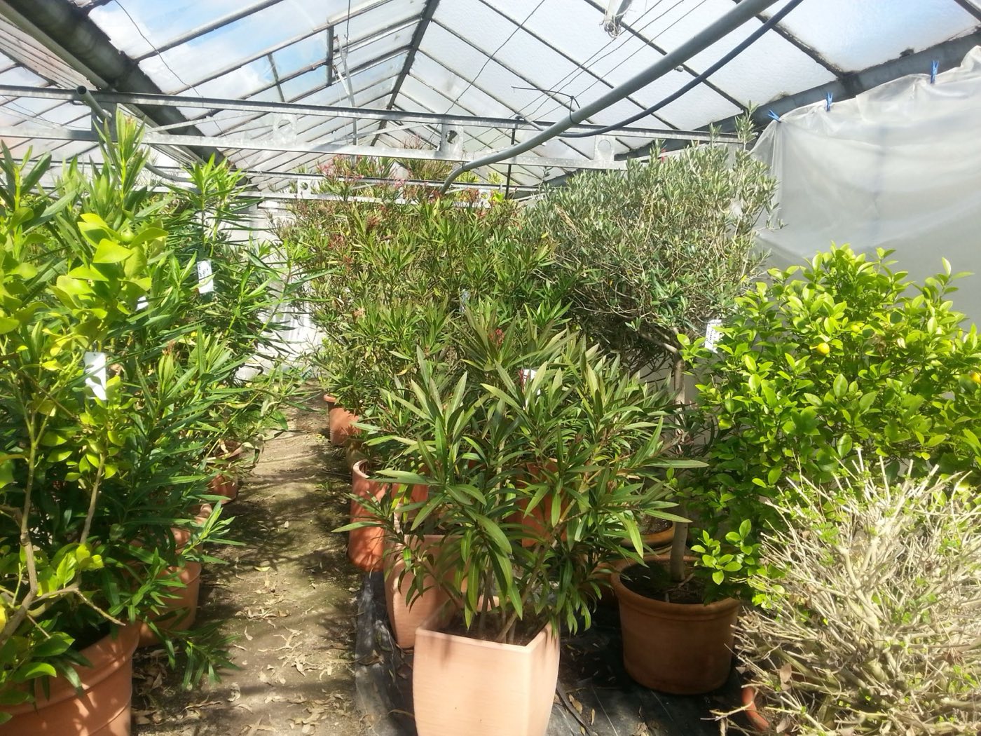 Oleander und mediterrane Kübelpflanzen im hellen Winterquartier