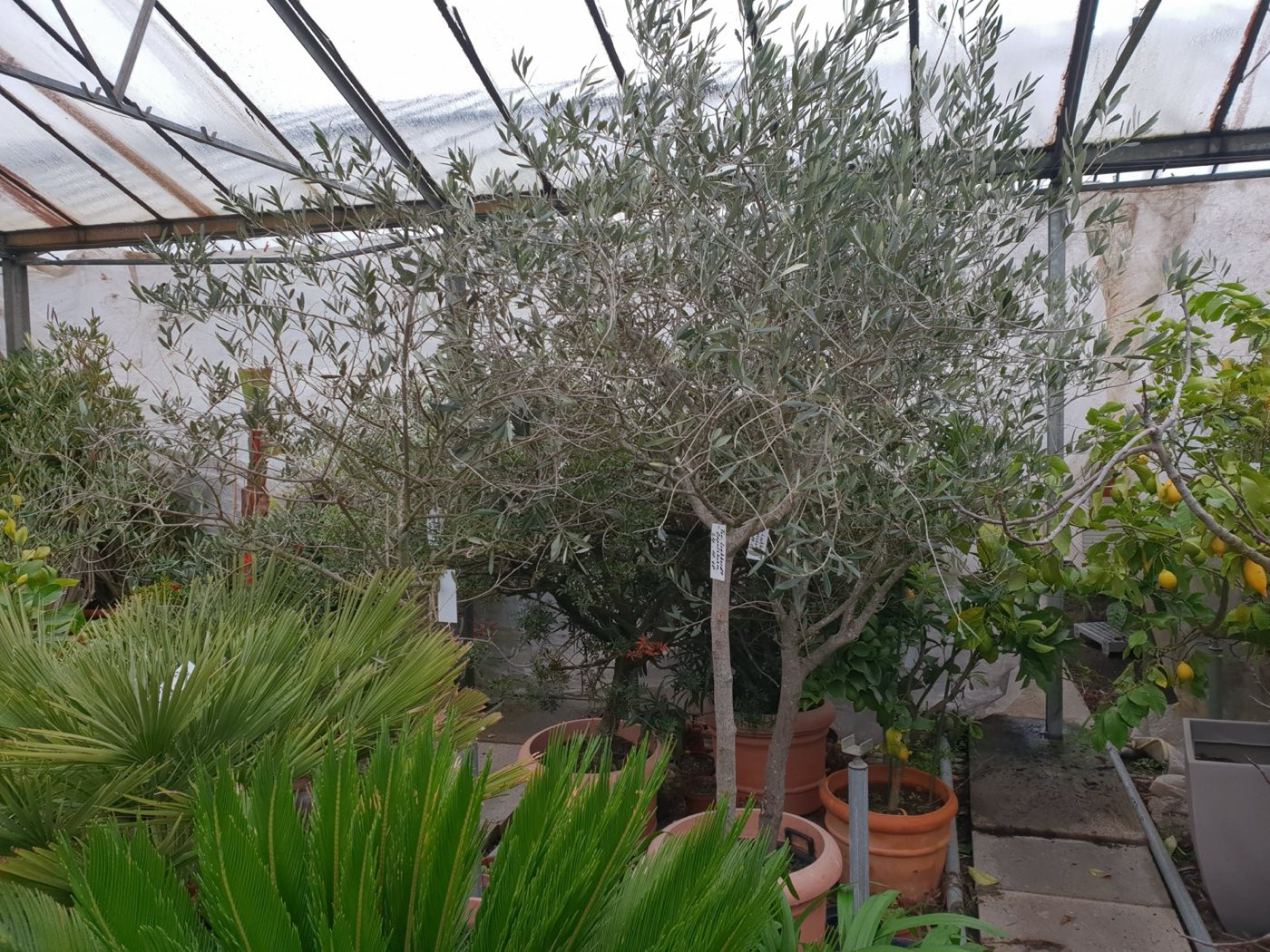 Großer Olivenbaum im Kübel im Winterquartier