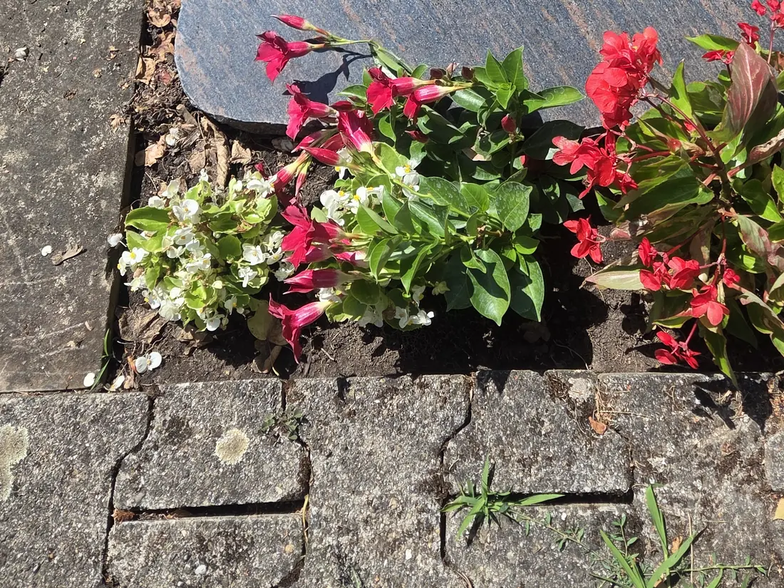 Urnengrab mit liegender Steinplatte; davor ein schmaler Pflanzstreifen mit wenigen Begonien und einer Mandevilla