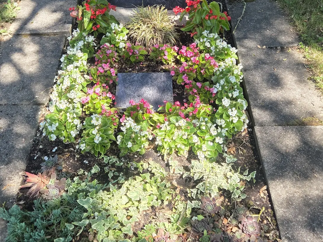 Vollflächig bepflanztes Urnengrab mit kranzförmig gesetzten Begonien in Rosa und Weiß, Bodendeckern und Hauswurz