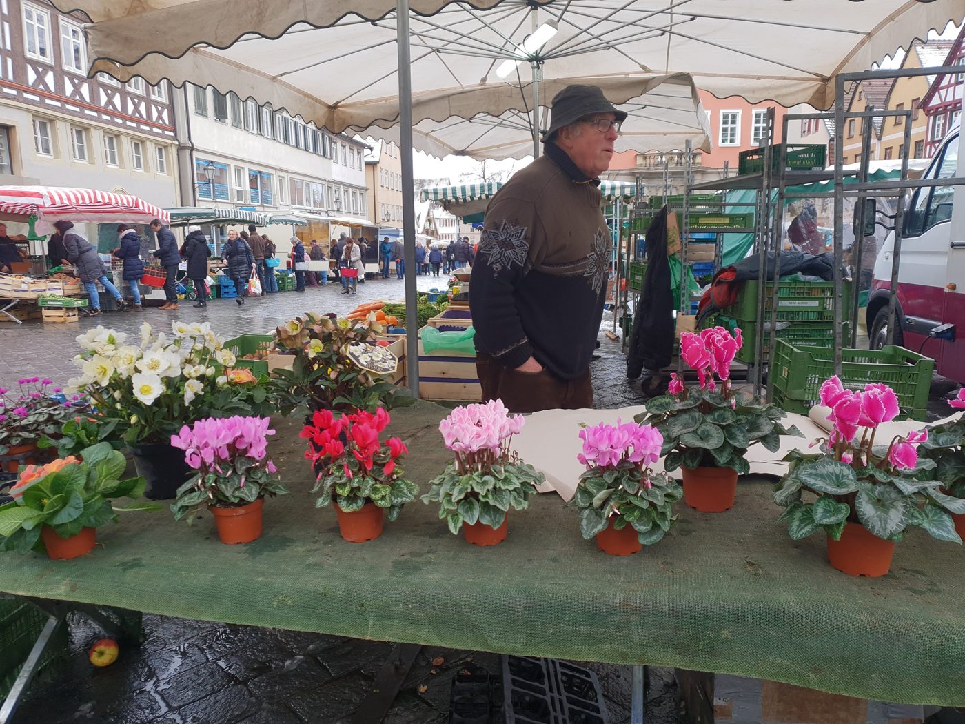 Marktstand der Gärtnerei im Winter mit Alpenveilchen und Primeln