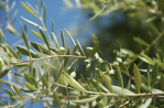 Olivenbaum Zweige