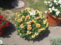 Blumentopf - Blumen in Topf einpflanzen