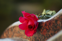 Rose auf Grabstein